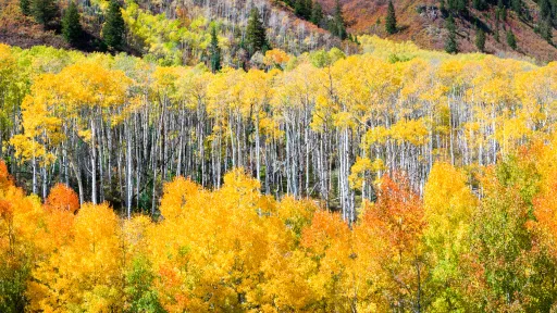 Colorado Colors