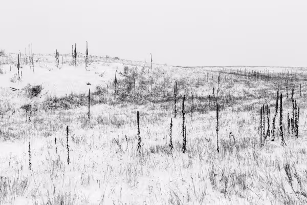 Mullein in Winter
